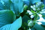 Bright Hosta Leaves