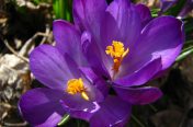 Crocus