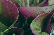 Hosta Leaves