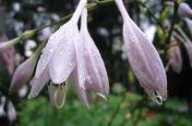 Hostas After the Rain