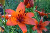 Orange Day Lily