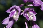 purple hostas