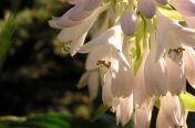 White Hostas